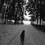 Le Chien d'un développeur web en haute loire, dans un sous bois sur un chemin enneigé au Puy en Velay